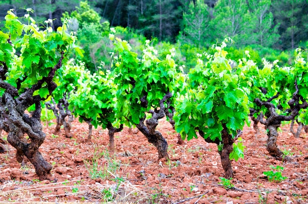 Viñedos de Anoia, Barcelona en el mes de mayo.