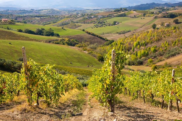 Viñedos y bodega entre colinas paisaje rural