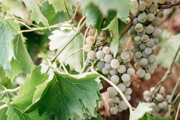 Viñedos y bodegas georgianas Un racimo de uvas blancas maduras cuelga de una vid verde