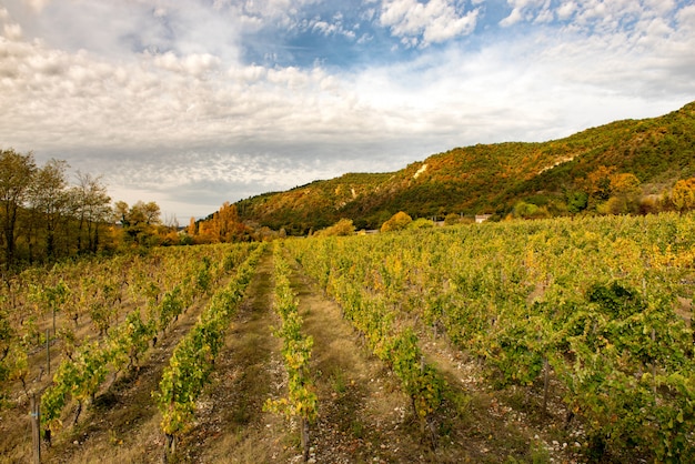 Viñedos en campo francés, Drome, Clairette de Die