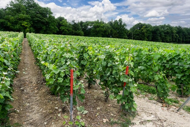 En los viñedos de champán de Montagne de Reims, Reims, Francia, hileras de uvas.