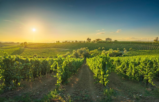 Foto viñedos del chianti y panorama al atardecer cerreto guidi toscana italia