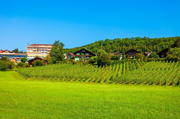 Viñedos en la ciudad de Spiez Suiza