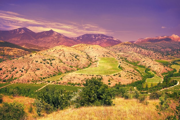 Viñedos en la colina de la montaña