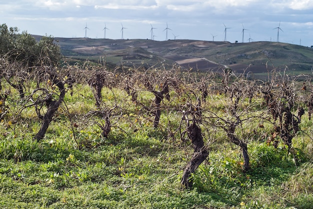 Viñedos en cosecha de invierno.