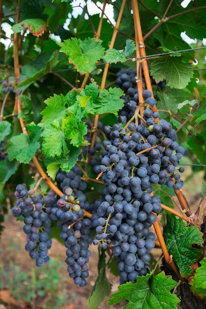 Viñedos en cosecha de otoño. Muchos racimos grandes de uvas de vino tinto.