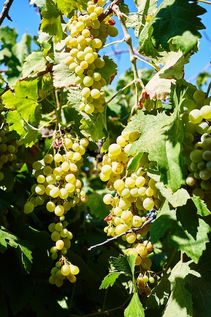 Viñedos en la cosecha de otoño. Uvas maduras en otoño