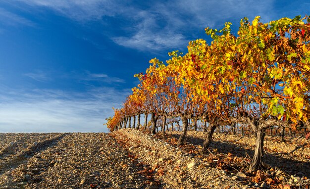 Viñedos para la cosecha y vinificación.