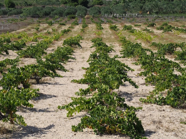 viñedos españoles