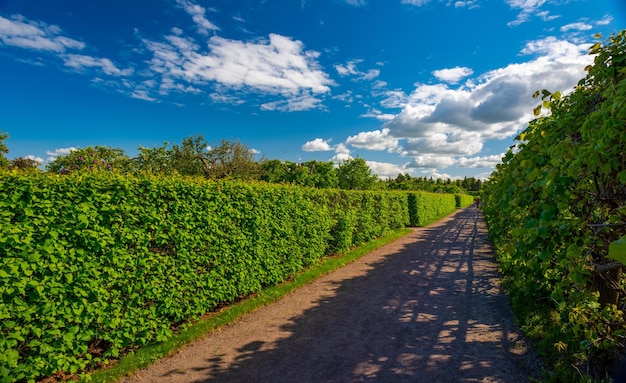 Viñedos y jardín sobre un fondo de cielo azul con nubes