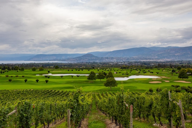 Viñedos de Kelowna. Paisaje de viñedos en la Columbia Británica, Kelowna, Canadá