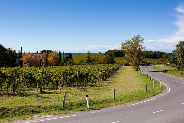 Foto viñedos a lo largo de la carretera del vino eslovenia