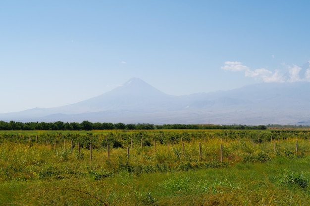 Los viñedos de la montaña Ararat ven el campo de uva en el valle de Ararat Vista de Khor Virap y el Monte Ararat Armenia paisaje pintoresco de la cordillera Fotografía de archivo