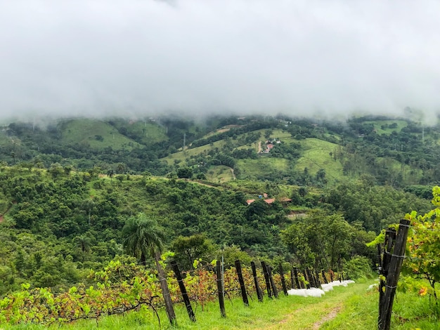 Viñedos en la montaña durante la temporada de lluvias nubladas Vides en las verdes colinas