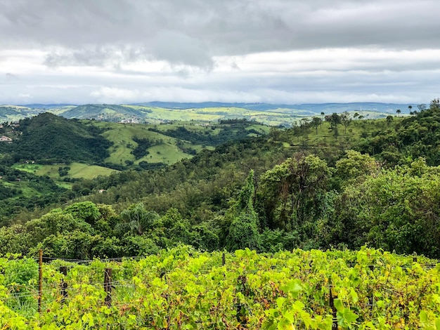 Viñedos en la montaña durante la temporada de lluvias nubladas Vides en las verdes colinas