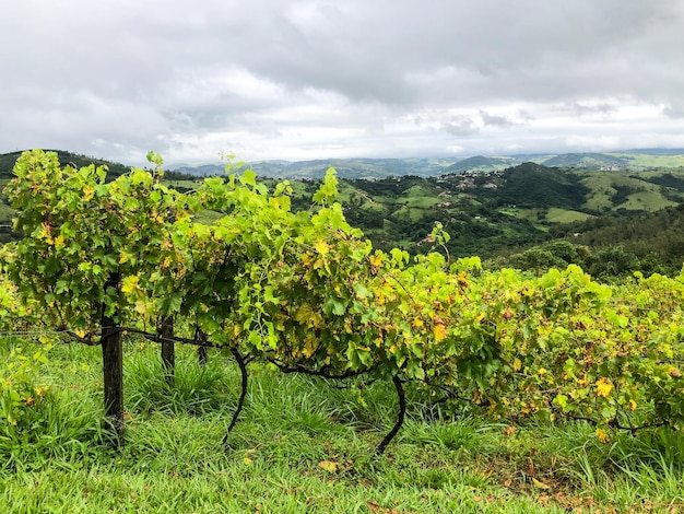 Viñedos en la montaña durante la temporada de lluvias nubladas Vides en las verdes colinas