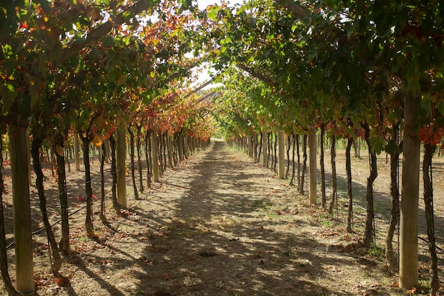 Viñedos en otoño en la región de Somontano de España.