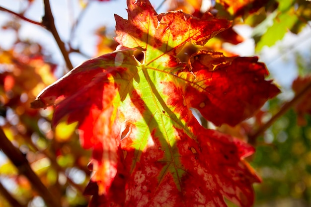 Viñedos en otoño en la región de Somontano de España.