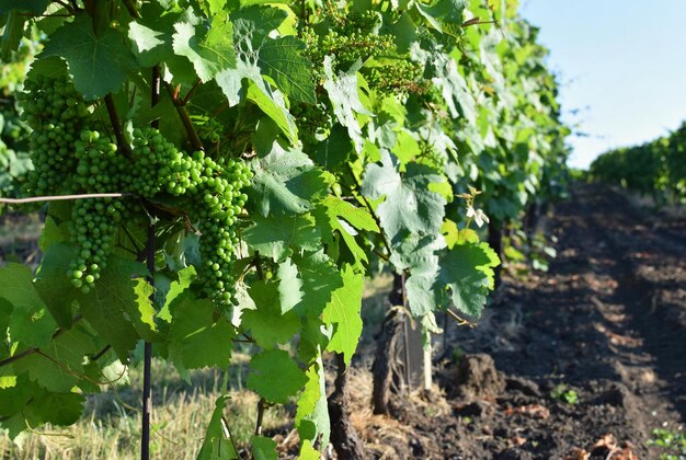 Foto viñedos de palava república checa región de moravia del sur región vinícola