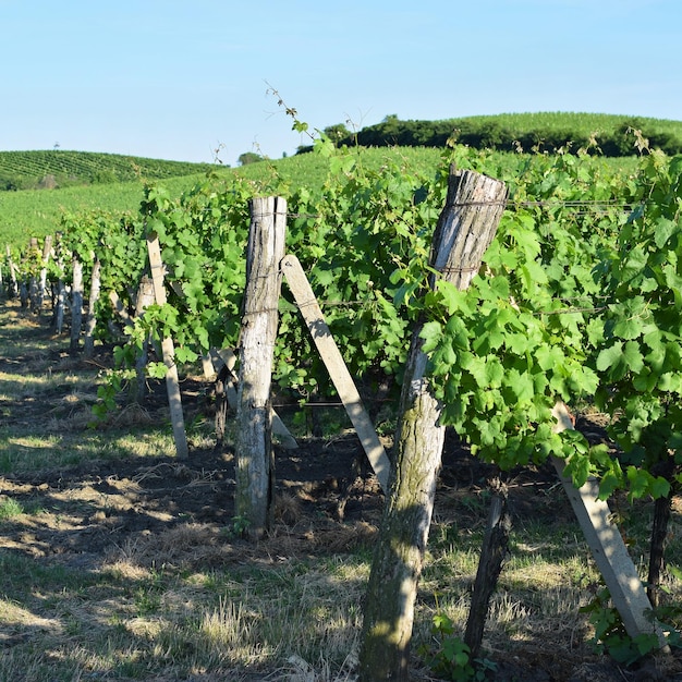 Viñedos bajo Palava República Checa región vinícola de la región de Moravia del Sur