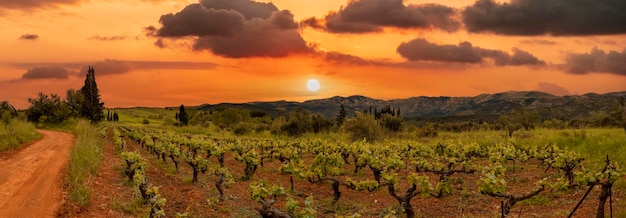 Viñedos en el pueblo griego en primavera al atardecer