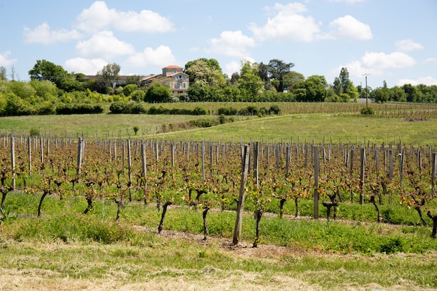 Viñedos en la región de Burdeos durante la primavera.