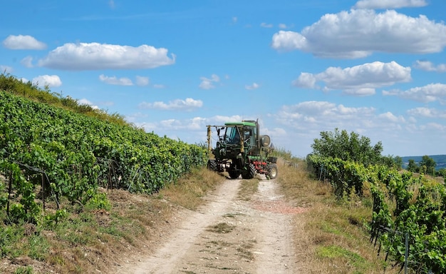 Viñedos en la región de champagne cerca de Reims en Francia