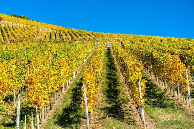 Viñedos de Rheingau en Assmannshausen en el valle del Rin Medio Superior en otoño.