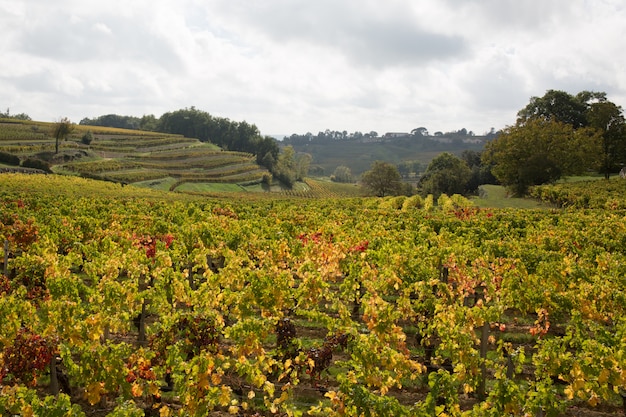 Viñedos de Saint-Emilion al suroeste de Francia, Burdeos