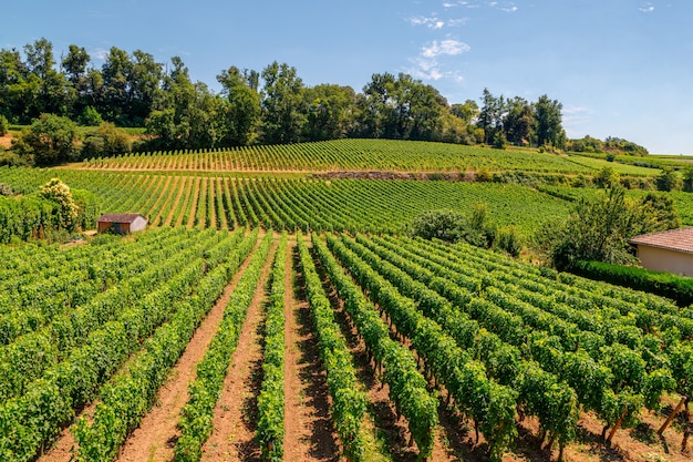 Viñedos de Saint Emilion Bordeaux Aquitania región de Francia en un día soleado