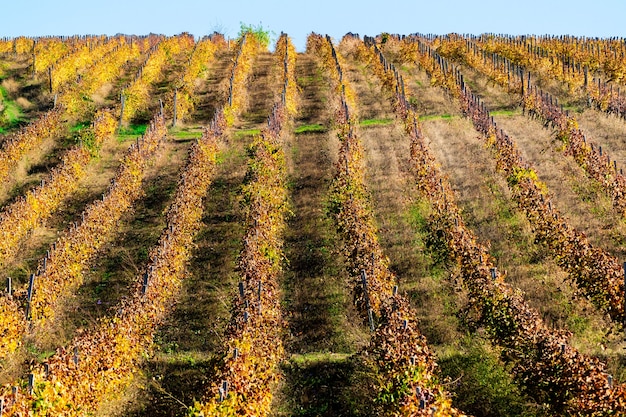 Viñedos en la temporada de otoño.