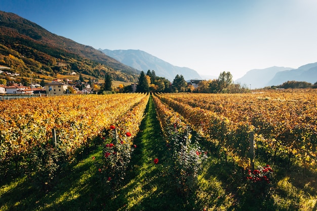 Foto viñedos en trento en otoño