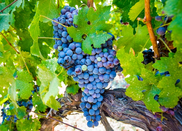 Viñedos de uvas ecológicas frescas Buca Izmir Turquía