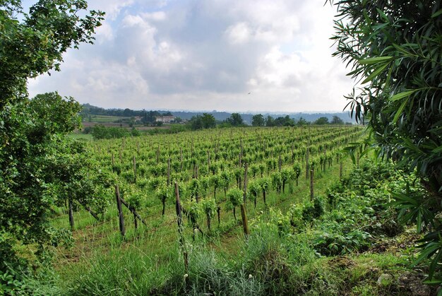 Foto viñedos - valeggio sul mincio verona veneto (italia)