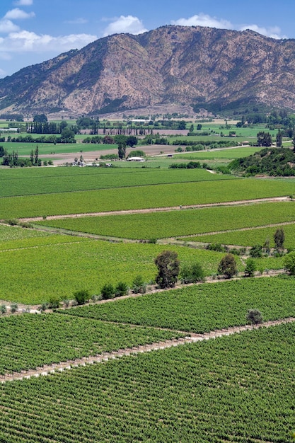 Viñedos en el Valle de Colchagua Chile