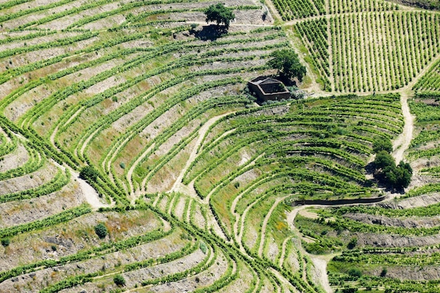 Viñedos en el valle del Duero