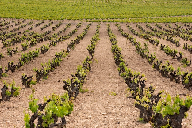 Viñedos en verano Fontanars dels Alforins Valencia España