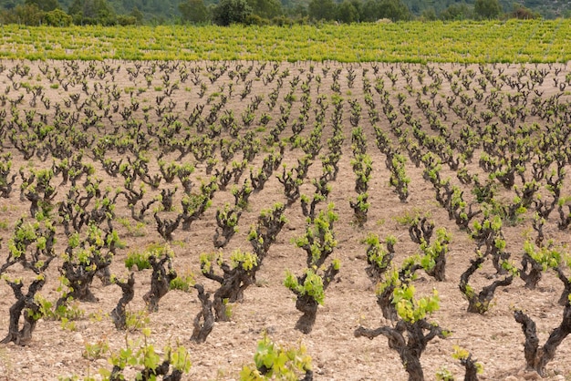 Viñedos en verano Fontanars dels Alforins Valencia España