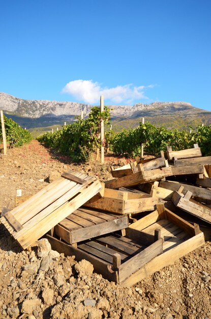 Viñedos verdes en Crimea Ucrania con montañas al fondo