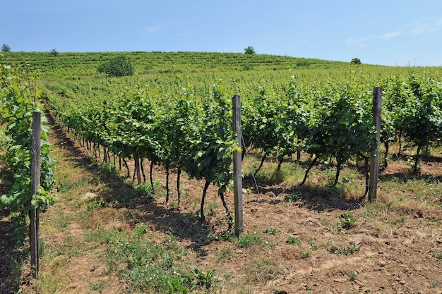 Viñedos y vides verdes contra el cielo azul. Cultivo de uvas varietales para la elaboración de vino.