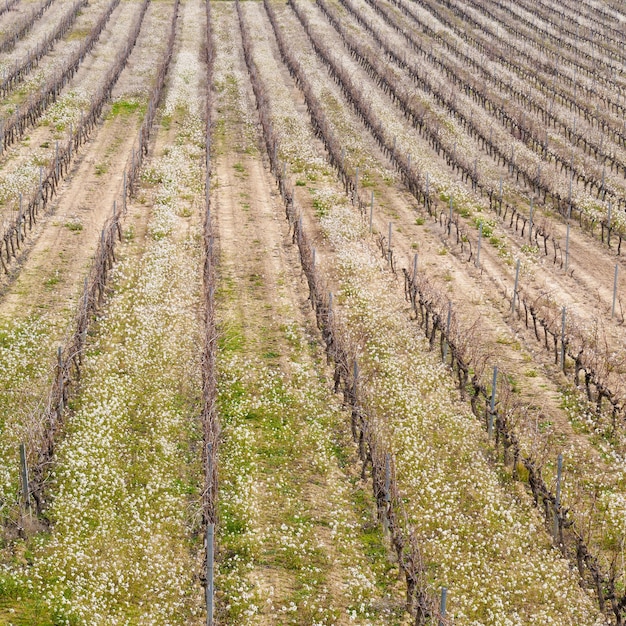 Viñedos y viñedos de Laguardia Rioja Alavesa País Vasco