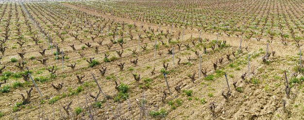 Viñedos y viñedos de Laguardia Rioja Alavesa País Vasco