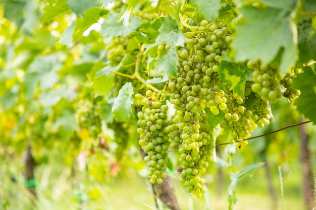 Viñedos de vino vino joven arbustos de plantación de uvas en la ciudad de praga, república checa