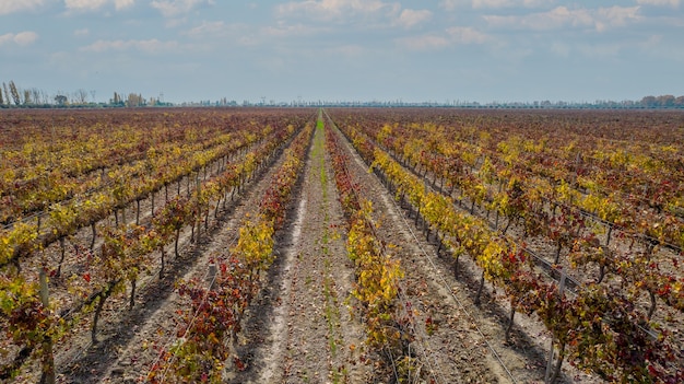 Viñedos de vista aérea de uvas finas en el otoño