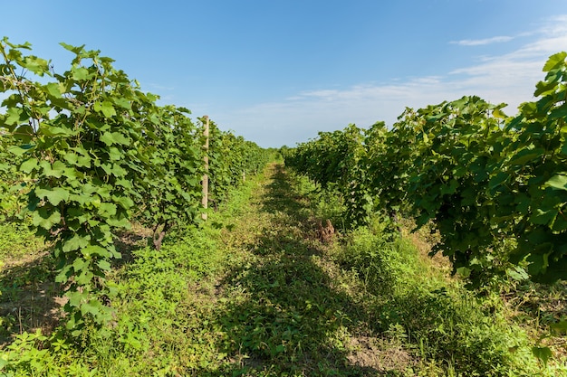 Viñedos de la zona vinícola de Georgia Kakheti, viñedos de Kvareli cerca de la cordillera del Cáucaso. Viñedos en la región de Kakheti, Georgia, el Cáucaso