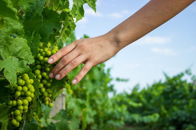 Foto vines in hand con cálida luz del sol. granjero, examinar, crecer, uvas