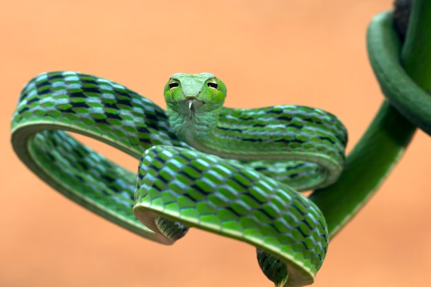 Vinesnake asiática no galho