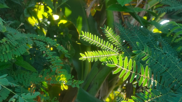 Viñetas de árboles de hojas múltiples de color verde brillante