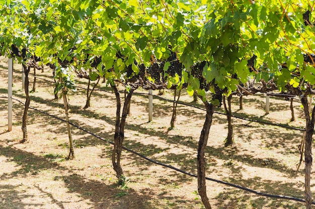 Vinha com cachos de uvas maduras em