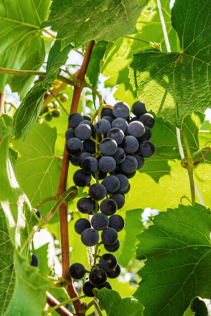 Vinha com folhas e um cacho de uvas, em um dia ensolarado de verão